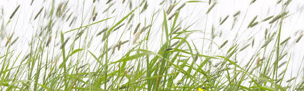 Elston Landscapes Banner