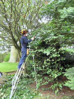 Fruit Tree and Shrub Pruning Specialists