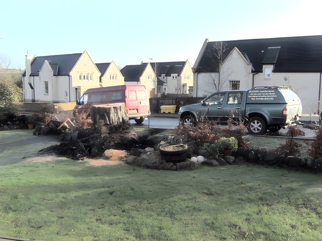 Beech stump - facing out from garden