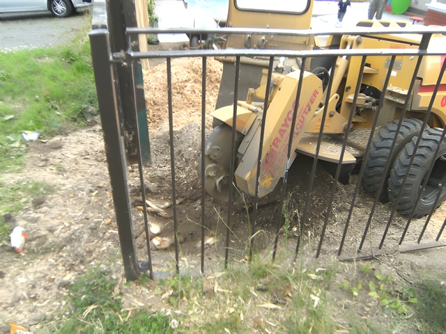Stump being ground - next to railings