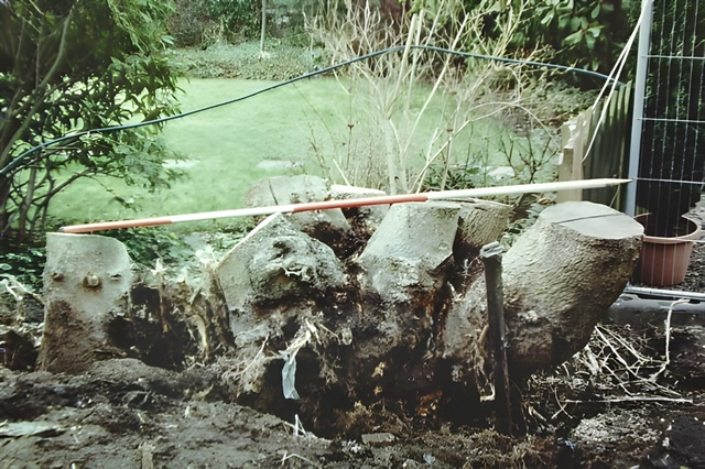 Multiple trunk stump