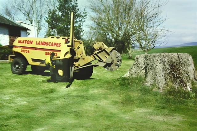 Large stump in open area