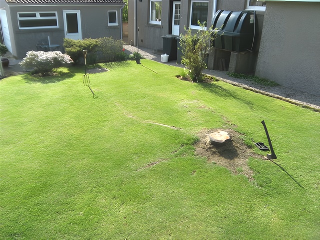 Cherry tree stump in garden