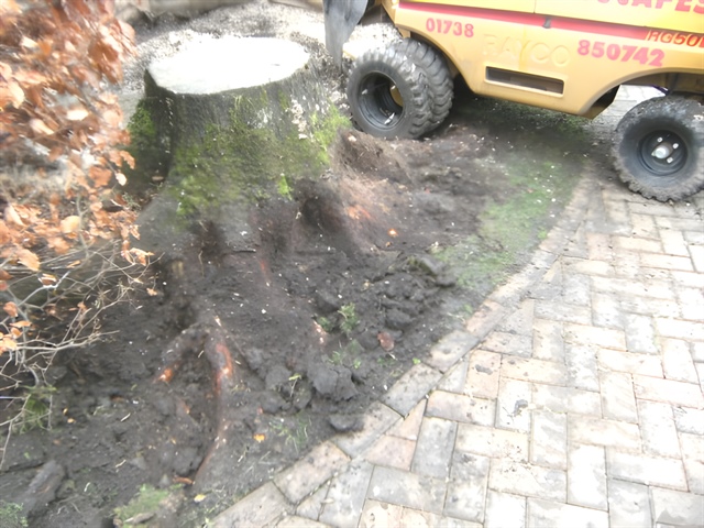 Stump next to paved driveway