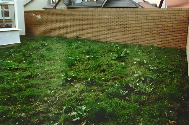 The old weed-filled lawn
