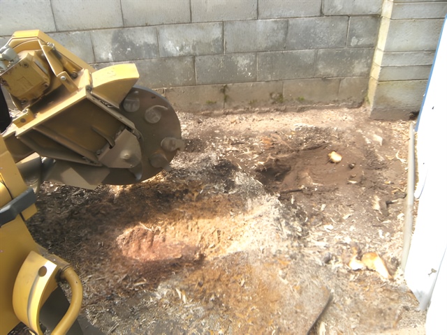 Stump in awkward position